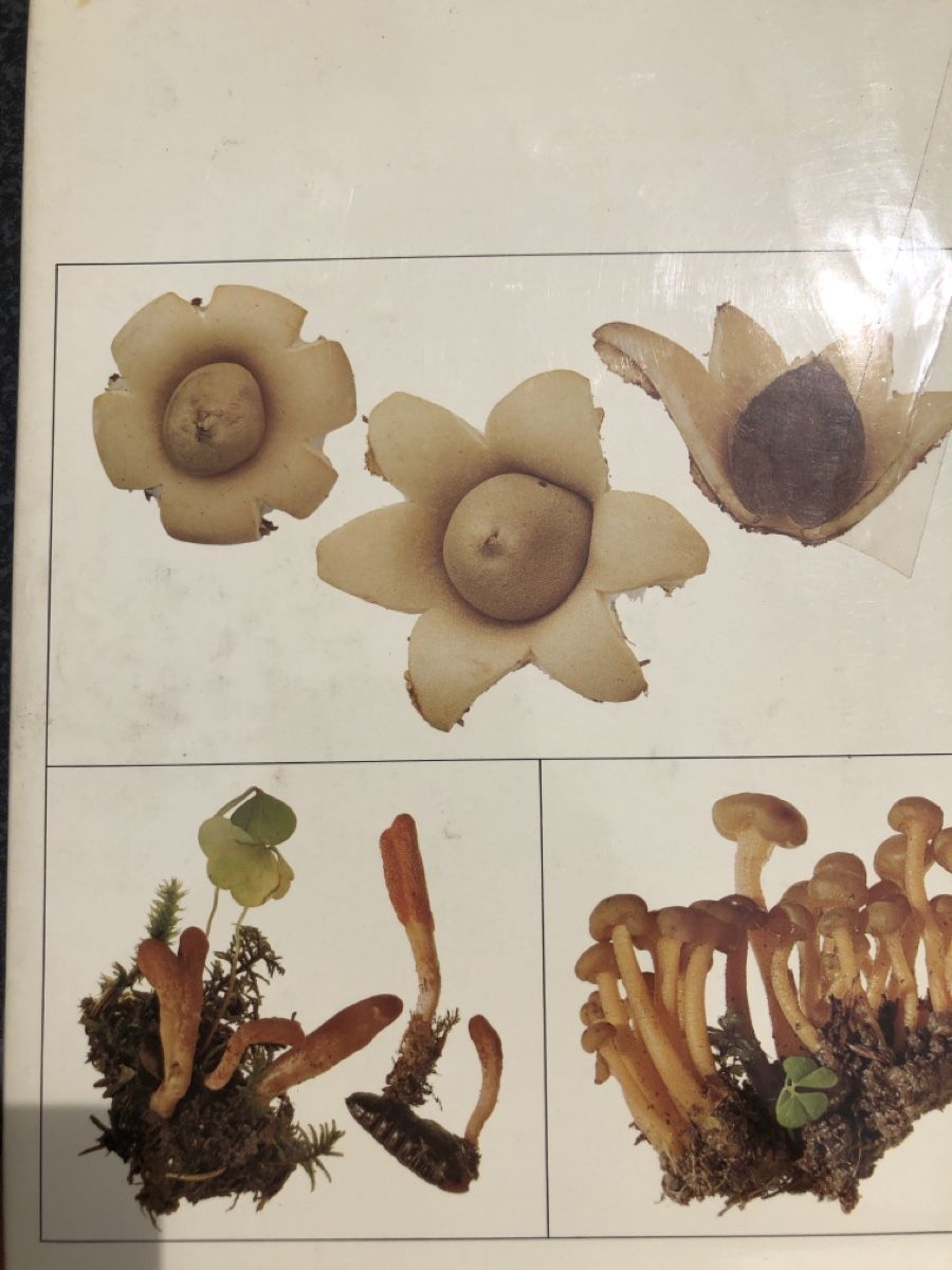 Libri: Pilze Buch Band 2 – Usato da Effretikon venduto da erbaeff 3