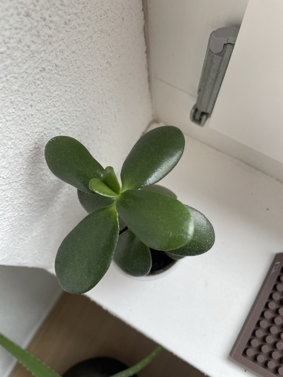 Piante & sementi: Geldbaum (crassula ovata) – Usato da Kloten venduto da Tanjaselina 1
