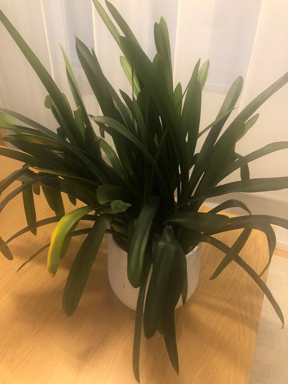 Plantes & graines: Clivia / Klivie – D'occasion à Kreuzlingen par Lavendel25 1