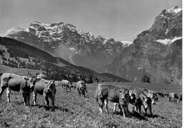 MOLLIS GL Kühe auf Mullernalp