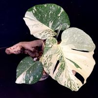 💎MONSTERA THAI CON‘ „CRÈME-BRÛLÉE“  SUPER HIGH VARIEGATED💎