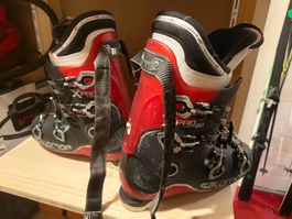 Salomon