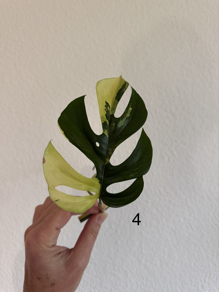 Pflanzen & Samen: Monstera Minima variegata – Gebraucht aus Luzern von Pegasus003 3