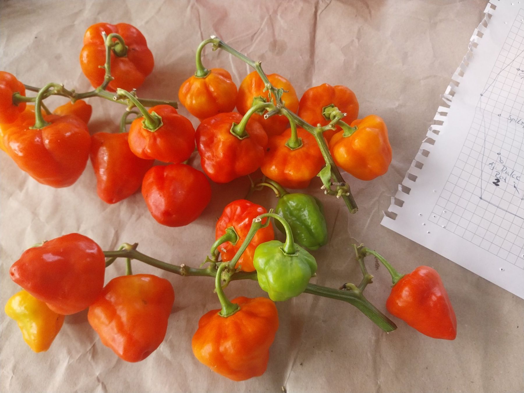 Piante & sementi: Samen Chili Aji Dolce rot 10Stk. – Usato da Schwaderloch venduto da bademeister79 3