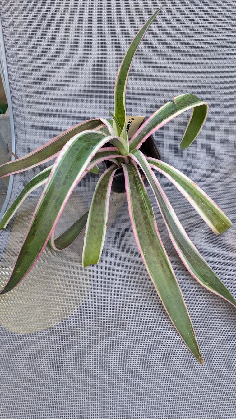 Piante & sementi: Mangave ev. snow leopard (Agave hybr.) – Usato da Horw venduto da Rebuho 1