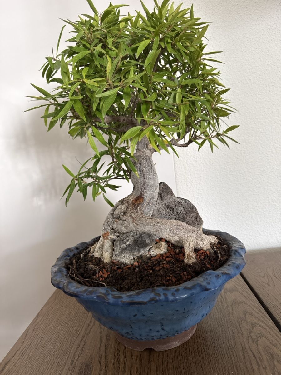 Plantes & graines: Ficus Nerifolia small leaf Ficus – D'occasion à Bülach par Suters0403 2