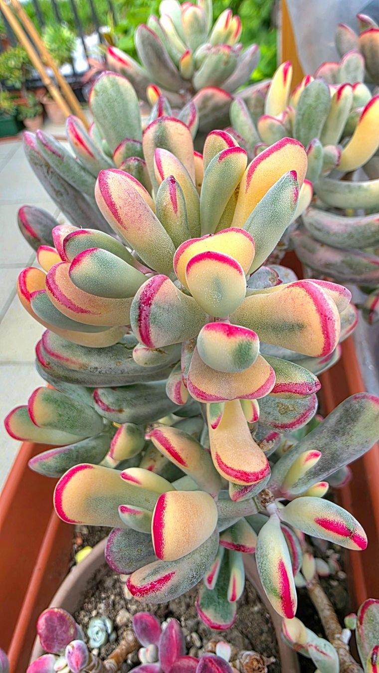 Piante & sementi: Sukkulente Cotyledon flaganii variegata – Nuovo (secondo la descrizione) da Zürich venduto da The_Plant_Wizard