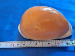 Muschel Rarität Golden Cowrie Callisto cypraea