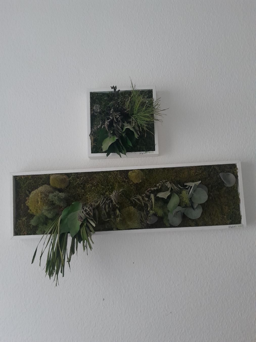 Foto & Immagini: Echtmoosbild von StyleGreen – Usato da Olten venduto da so.bi