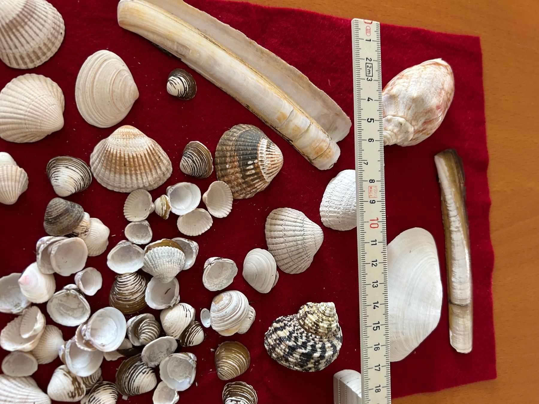 Kit bricolage: Muscheln zum Basteln – Usato da Olten venduto da Pablo7 2
