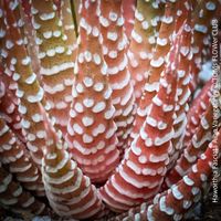 Haworthia Fasciata Albo Variegata - top robuster Sukkulent