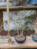 Bonsai Lärche