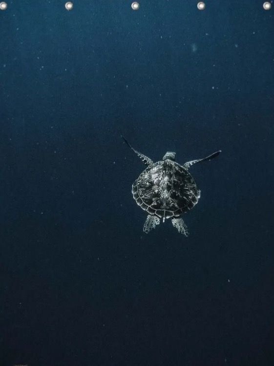 Tende: NEU Duschenvorhang Schildkröte im Meer – Nuovo (secondo la descrizione) da Küsnacht ZH venduto da sabinamari 1