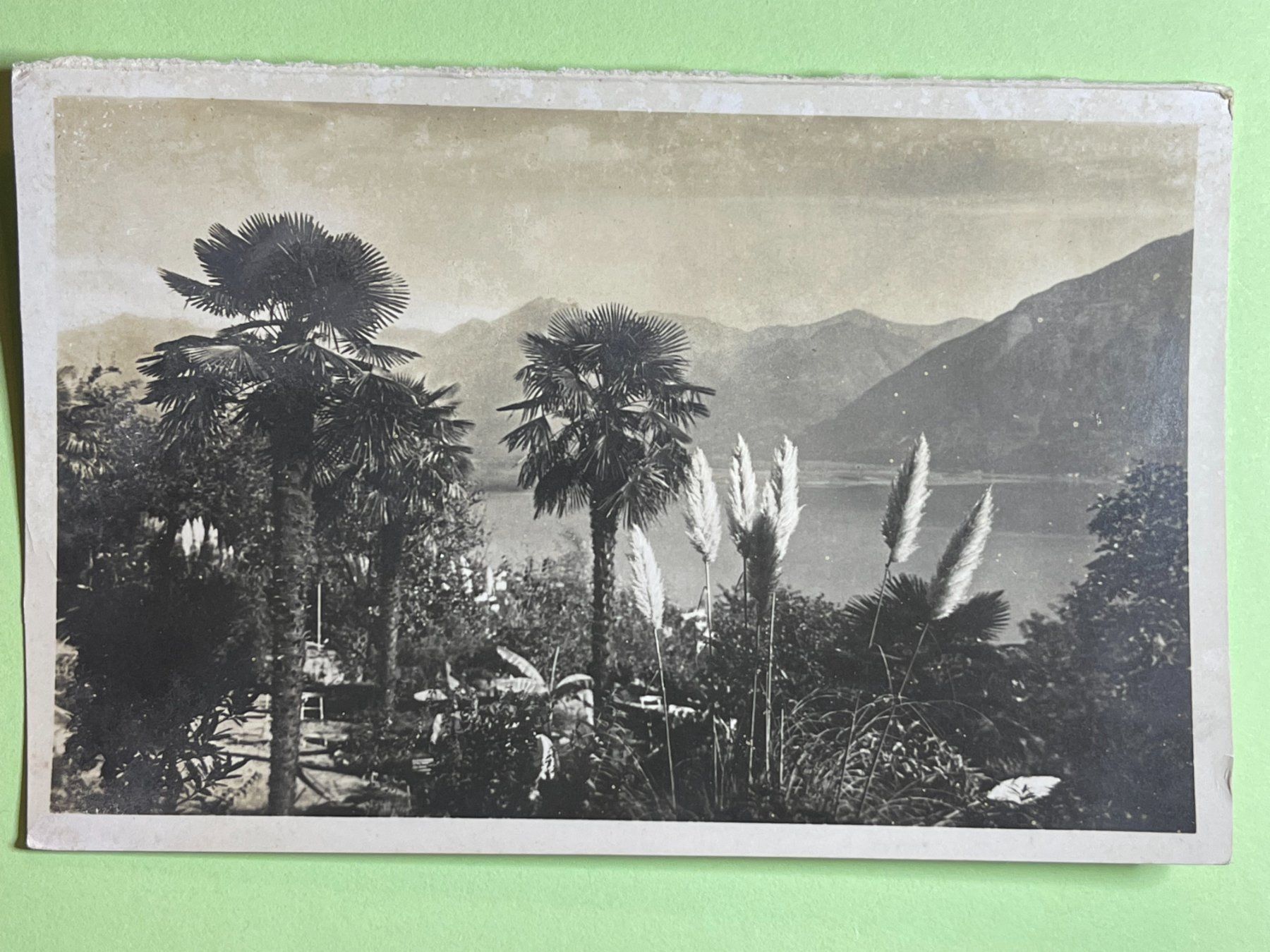 Cartes postales: Vegetazione a Locarno – D'occasion à Steg VS par _vinci_