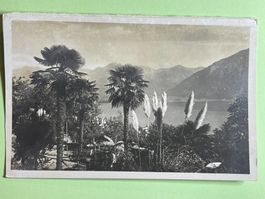 Vegetazione a Locarno