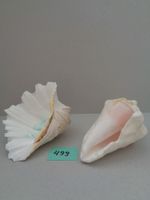 2 Meeresmuscheln