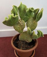Opuntia Microdasys Kaktus 