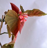 BEGONIA***CORALLINA de LUCERNA*****