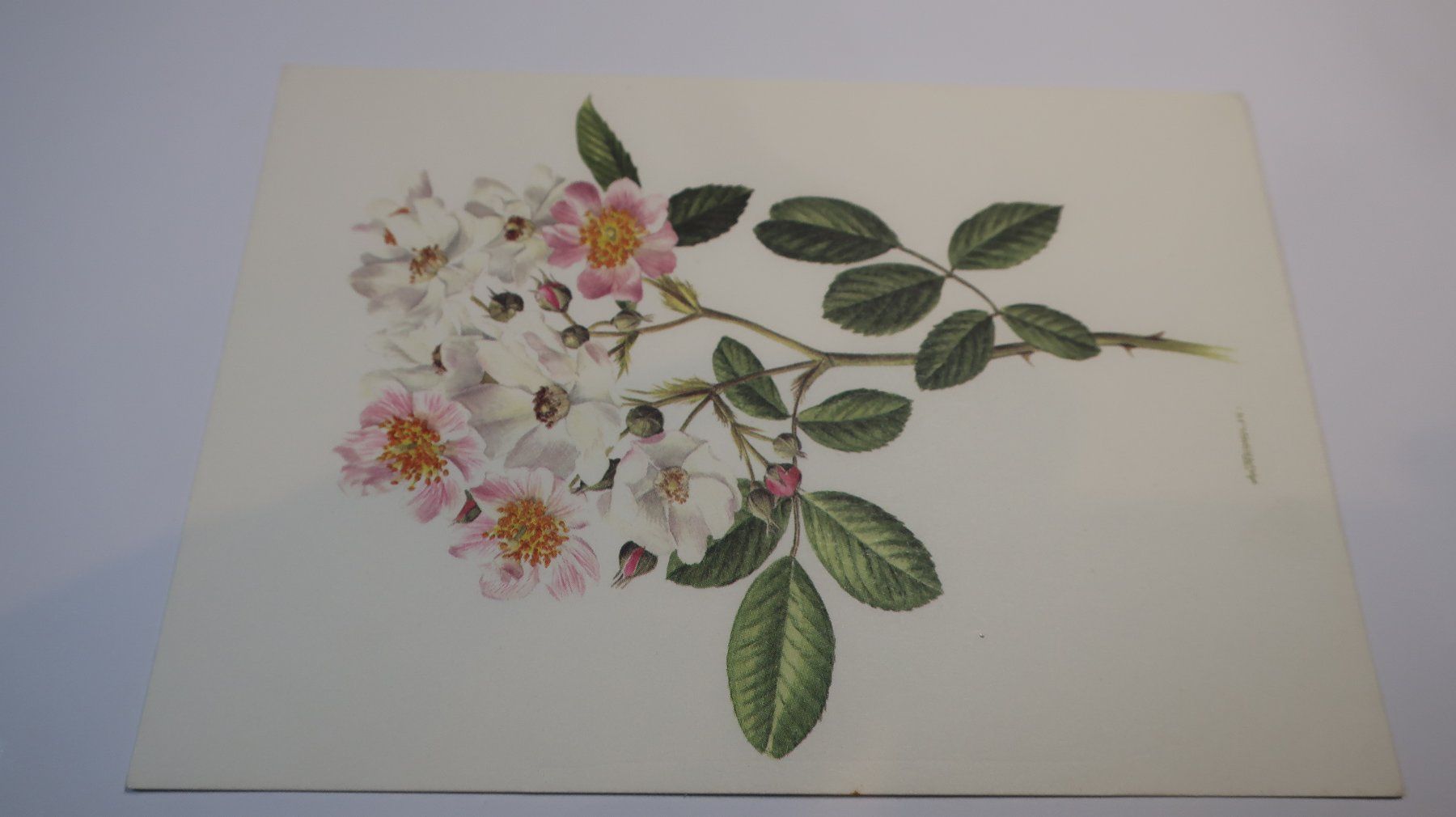 Cartoline: Rosa multiflora cathayensis. – Usato da Cormoret venduto da Pascalll2001 1