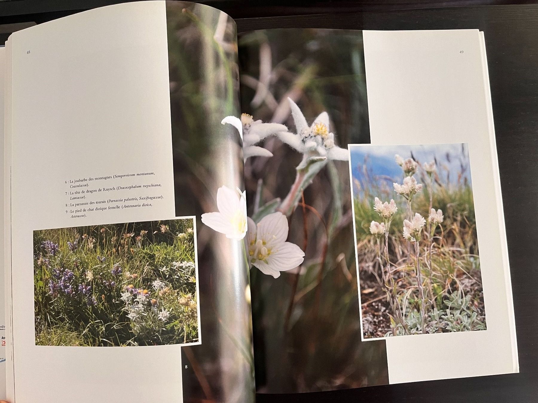 Bücher: Edelweiss, La Reine des Fleurs – Gebraucht aus Lausanne von Kinga_Shopaholic 5