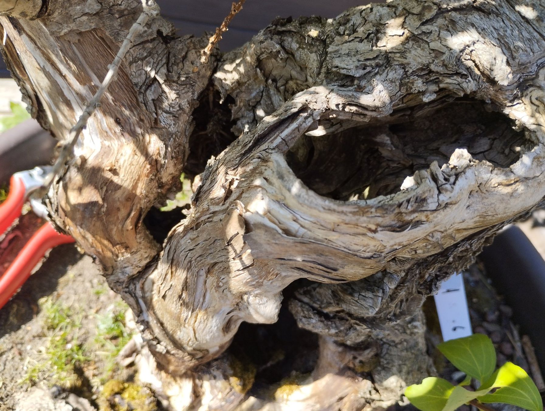 Piante & sementi: Bonsai Rohling Forsythie – Usato da Oberwil BL venduto da suaku 5