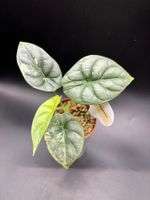 Alocasia Silver Dragon Variegata (1-1)