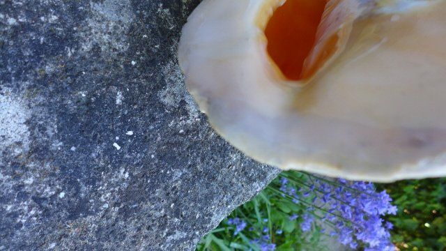 Fossili: Cassis Cornuta. Muschel – Usato da Zürich venduto da inf_gt6t 4