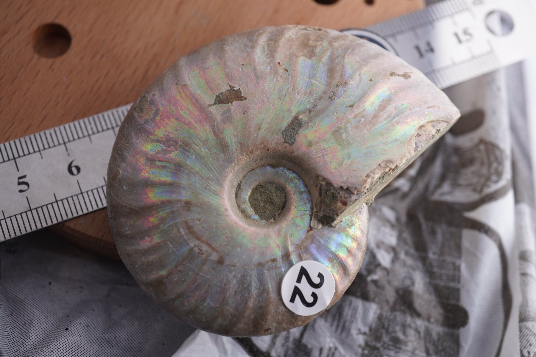 Minéraux & Lithothérapie: Ammonit  Opalisiert   Wunderschön  ca  70mm – Neuf avec emballage d'origine à Eschenbach SG par topstone 2