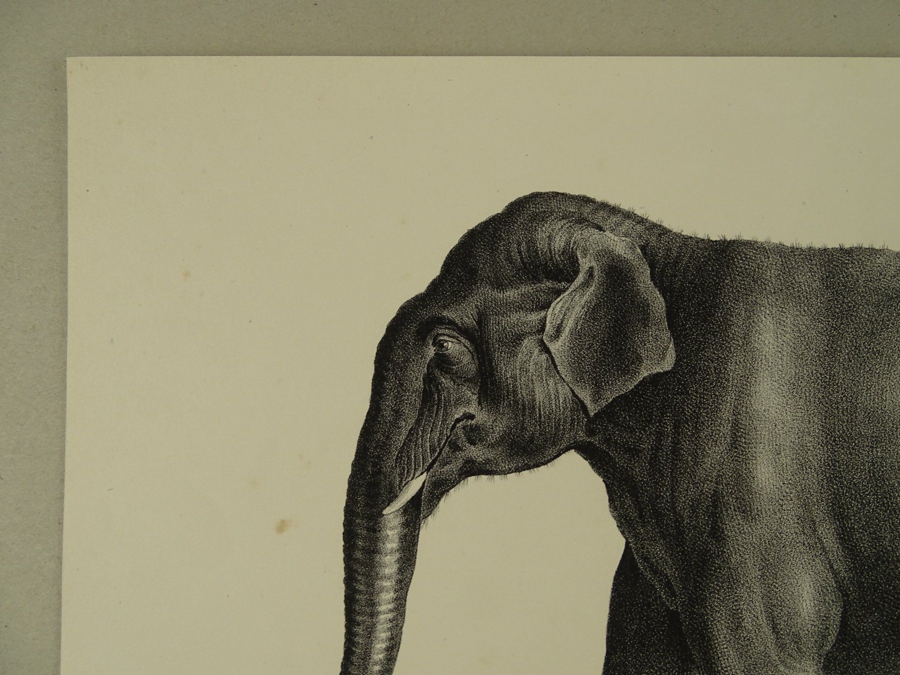 Stiche: ASIATISCHER ELEFANT, LITHOGRAPHIE UM 1840 – Gebraucht aus Grüningen von Kartensammler 3