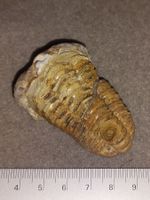 schöner Trilobit aus Marokko