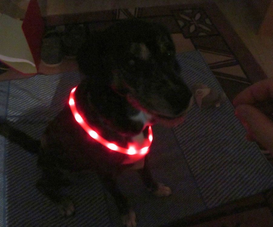 LED Pferde Brustpanzer-Halsband - USB Wiederaufladbar Für Nachtsichtbarkeit