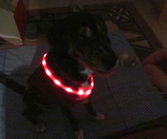 NEUES LED Leucht - Halsband Rot laden mit USB Kabel