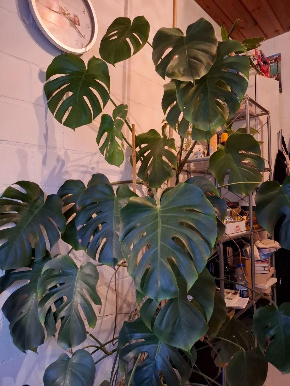 Piante & sementi: Monstera Pflanze – Usato da Mettmenstetten venduto da xxx14 2