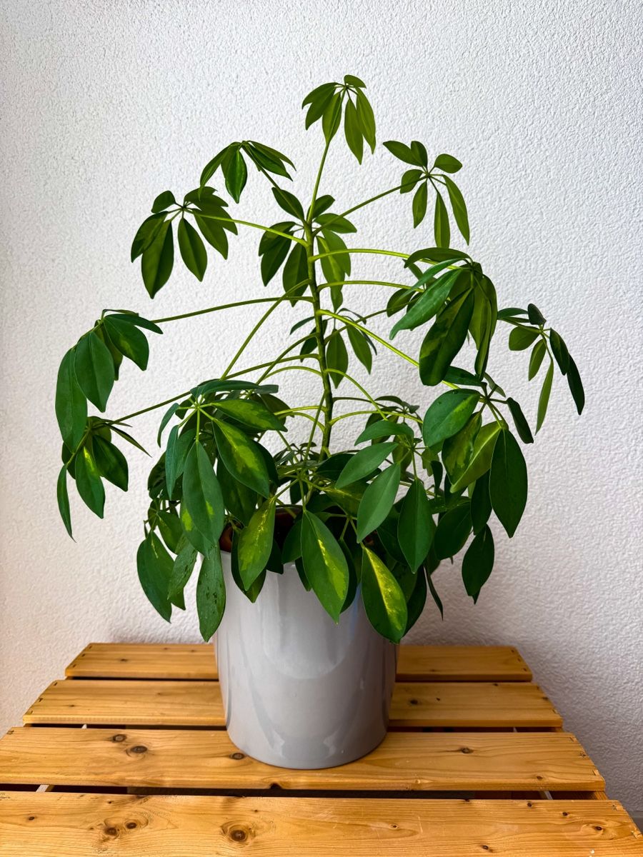 Pflanzen & Samen: Schefflera | Strahlenaralie | Zimmerpflanze – Gebraucht aus St.Gallen von Thh7