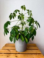 Schefflera | Strahlenaralie | Zimmerpflanze