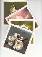 4 DK Obstblüten Natur Verlag