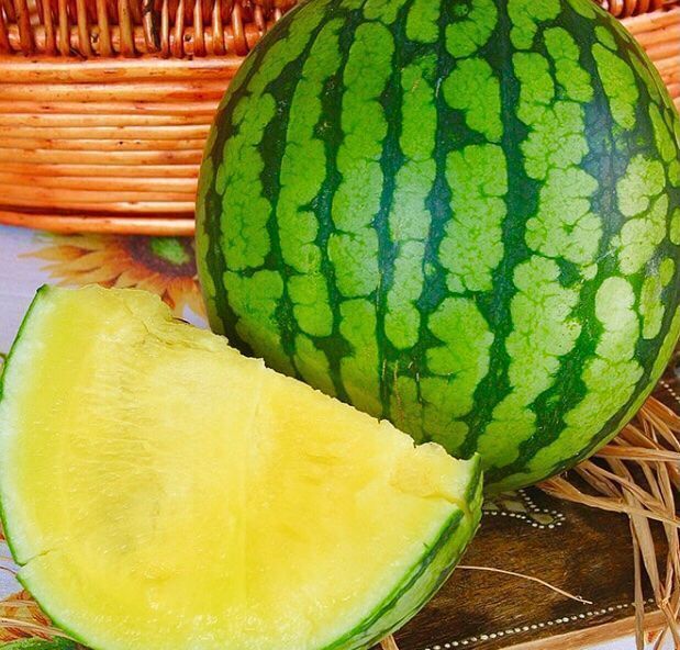 Piante & sementi: 5  stk SAMEN seltene Gelbe Wassermelone – Nuovo e nell'imballaggio originale da Rovio venduto da POSITIFFARTandPLANTS 4