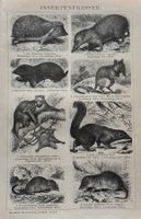 Orig. Holzstich um 1895 - Insektenfresser, Zoologie