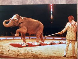 Circus Knie Foto 1988