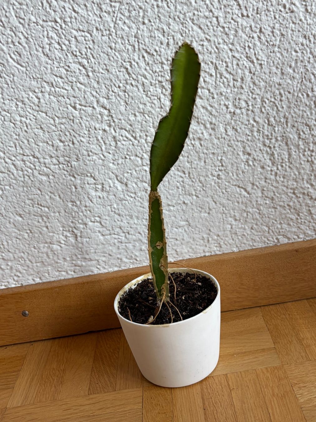 Piante & sementi: Drachenfrucht-Pflanzen, (rotfleischige Drachenfrucht) – Usato da Boll venduto da NRie