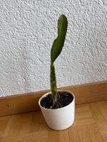 Drachenfrucht-Pflanzen, (rotfleischige Drachenfrucht)