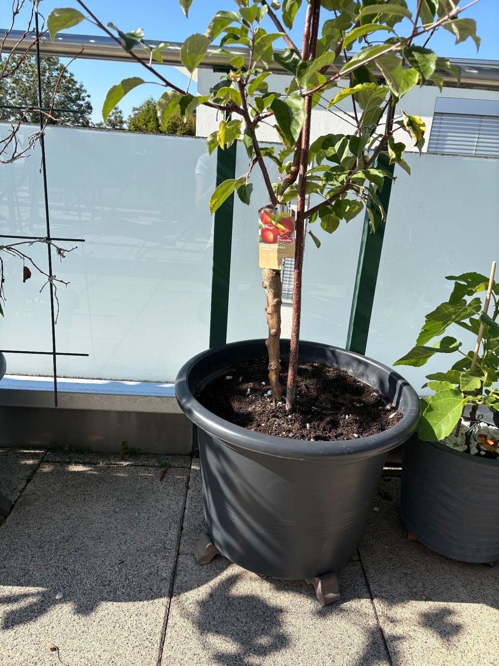 Plantes & graines: Schnäppchen, BIO  Apfelbaum - Summerred – D'occasion à Männedorf par Vespi012 2