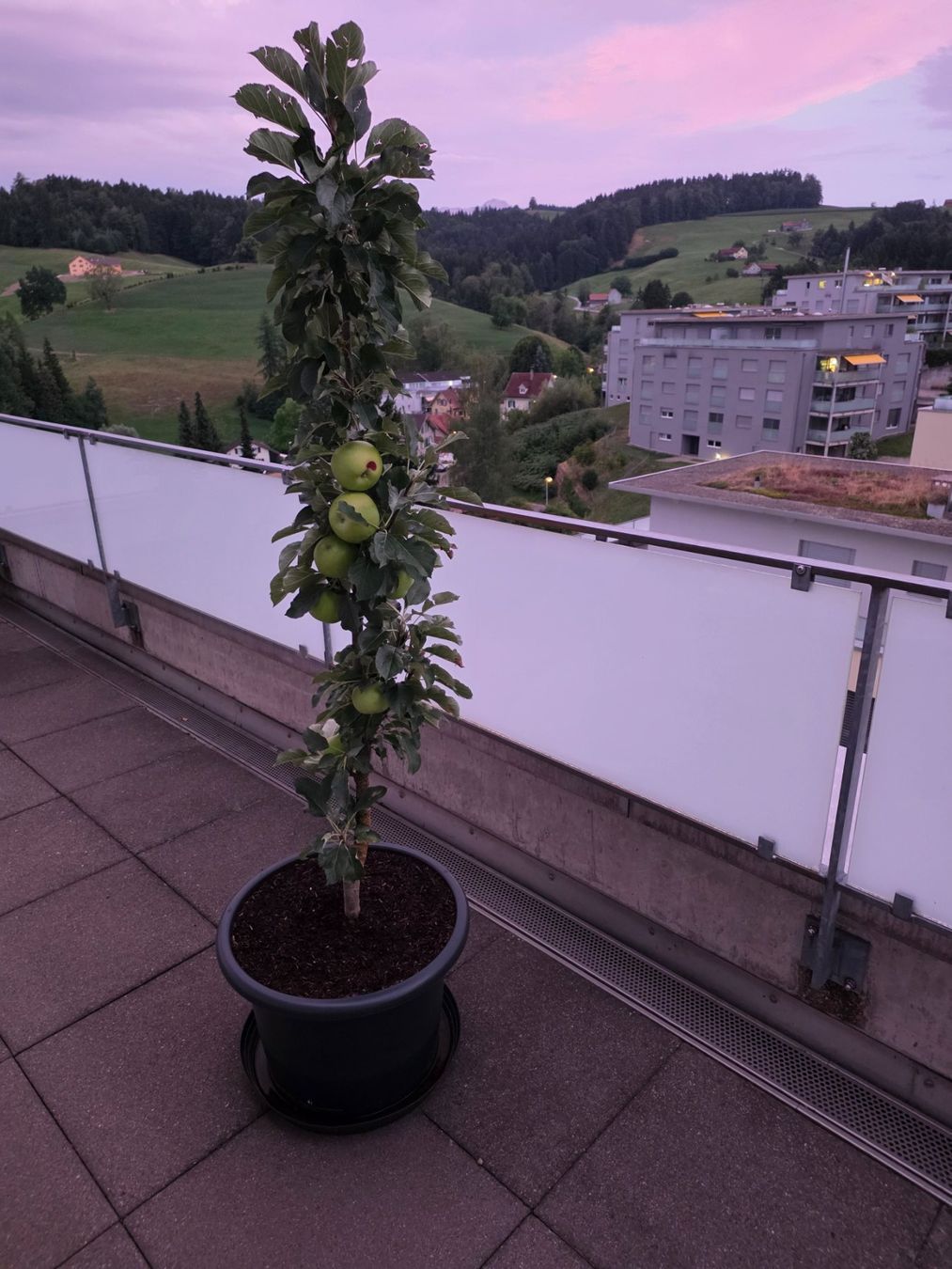 Plantes & graines: Säulenapfelbaum Rondo – D'occasion à Herisau par skorpion271081 1