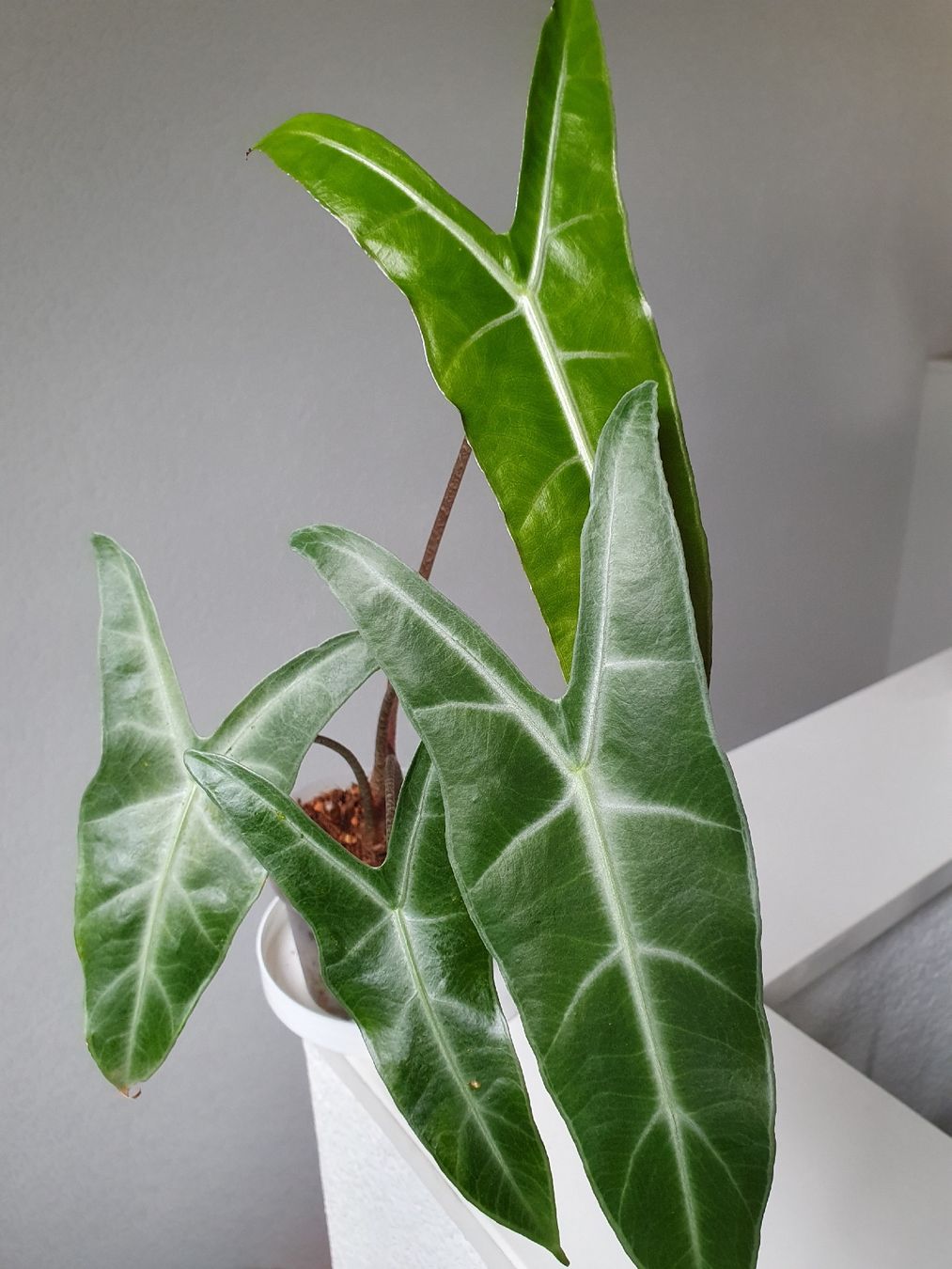 Piante & sementi: Alocasia Longiloba – Usato da Erlinsbach SO venduto da Lea030