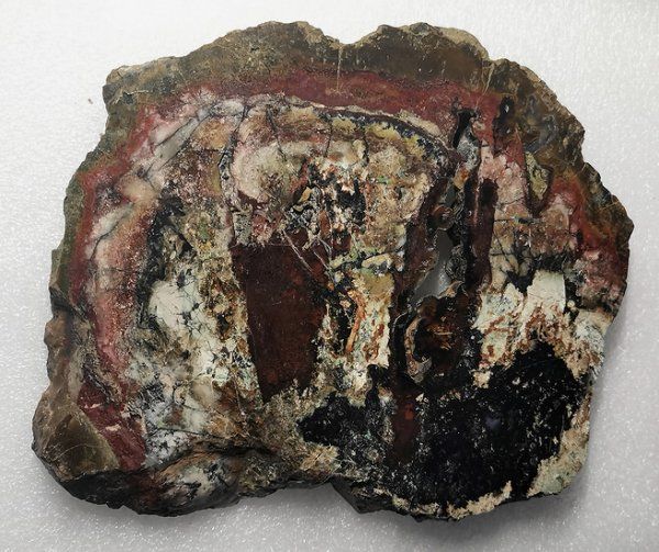 Fossili: Opalisiertes Versteinertes Holz poliert – Nuovo (secondo la descrizione) da Walenstadt venduto da vkt_qc8d