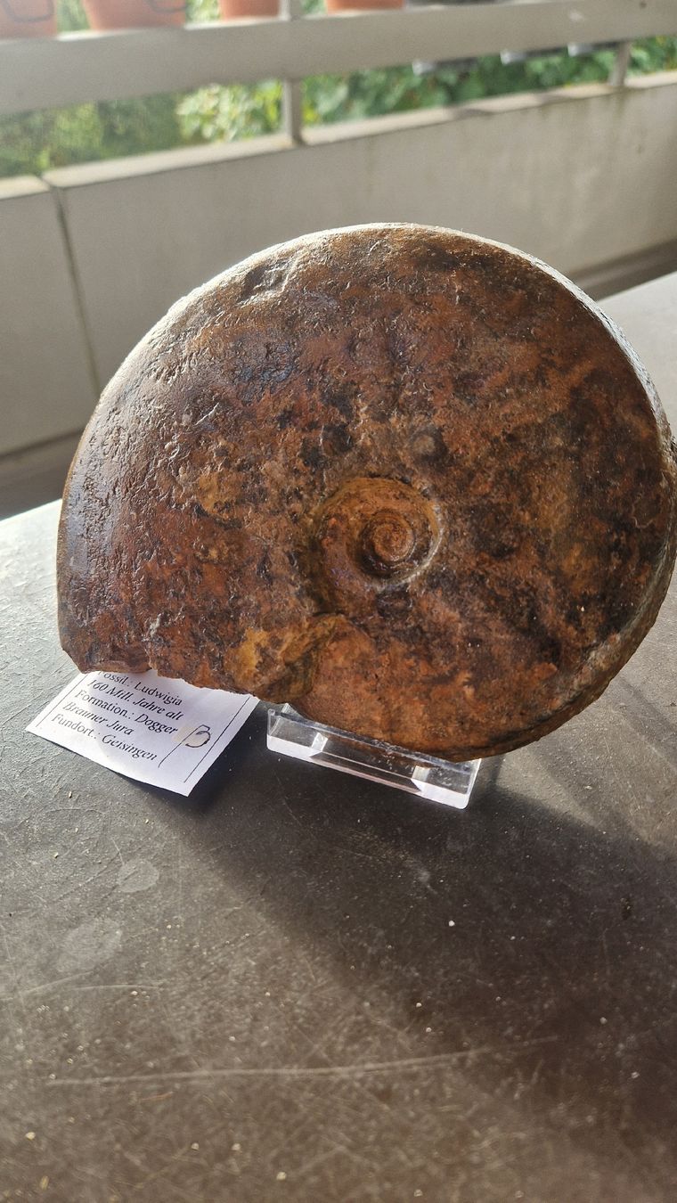 Fossili: Grösserer Ammonit Ludwigia  – Usato da Niederhasli venduto da rehauge01 1