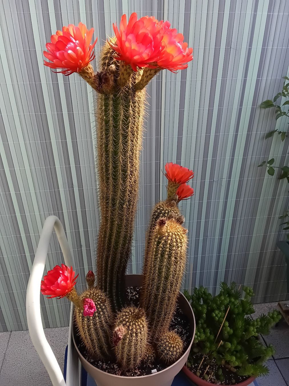 Pflanzen & Samen: Arm einer Lobivia huascha, 90 cm – Gebraucht aus Erlach von Tobago25