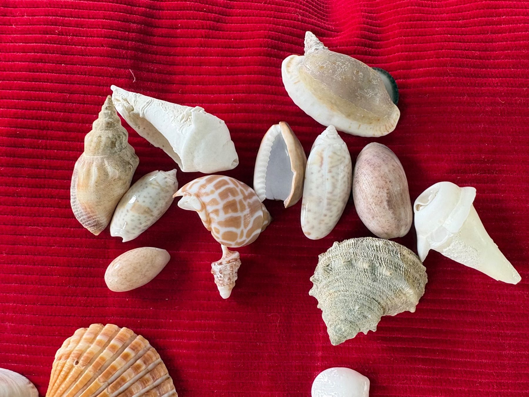 Fossili: Ensemble de divers coquillages et éléments marins, décoratif – Usato da Crans  Montana venduto da proff 2