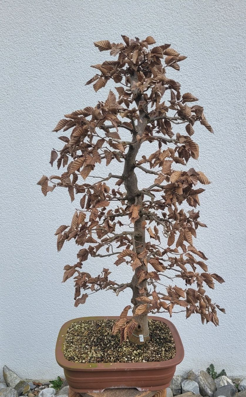 Piante & sementi: Hainbuche Bonsai – Nuovo (secondo la descrizione) da Fehraltorf venduto da 100_Konzert 6