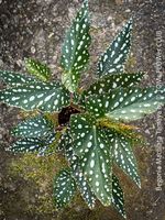 Begonia Maculata Tamaya - elegante Stämmchen-Begonie